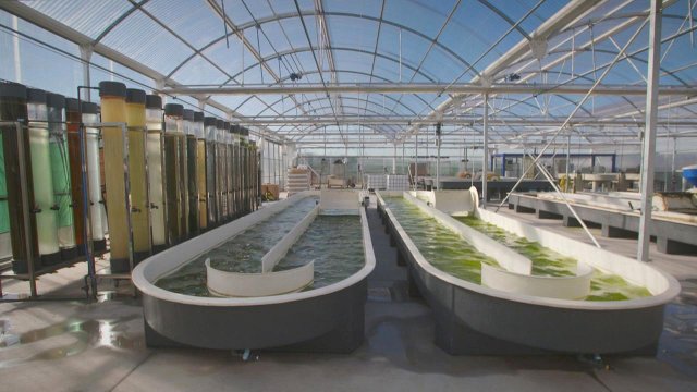 Omega 3 İhtiyacını Karşılamada Devrim Yaratacak Besin Kaynağı: Mikroalgler