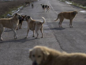 CHP’den sokak hayvanları düzenlemesinin iptali için AYM’ye müracaat