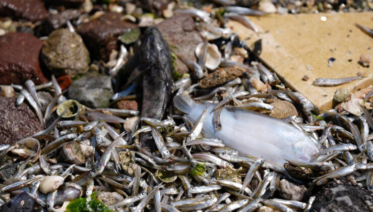 İzmir Körfezi’ndeki toplu balık ölümlerinin nedeni plankton artışıymış!