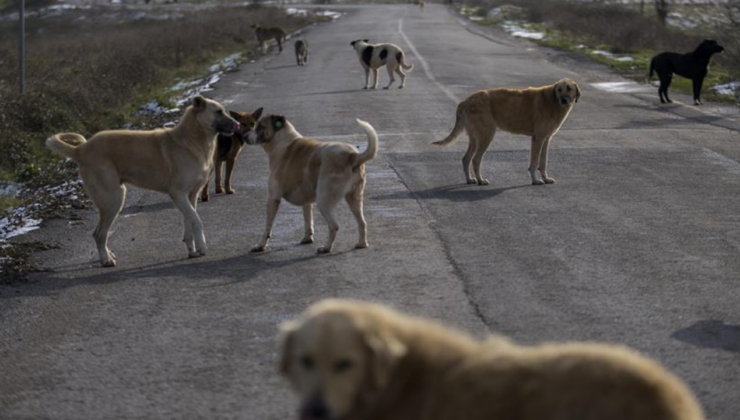 İstanbul Valiliği belediyelere sahipsiz sokak köpekleri için mühlet verdi