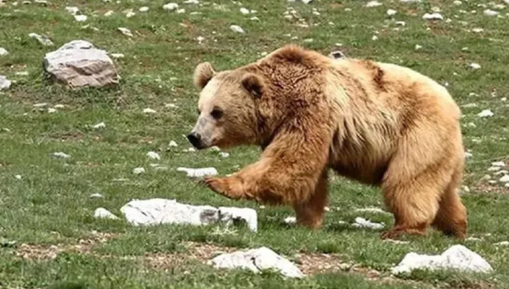 Konutunun önünde uyurken ayı saldırısına uğrayan yaşlı adam hayatını kaybetti